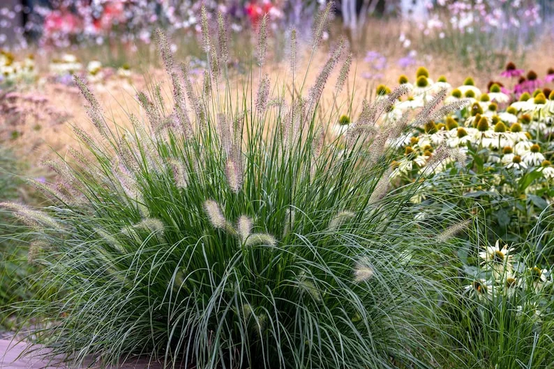 4-Pack Fountain Grass Live Plants 5-9 Inches Tall Ornamental Grass
