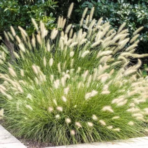4-Pack Fountain Grass Live Plants 5-9 Inches Tall Ornamental Grass