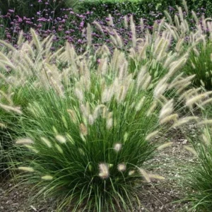 4-Pack Fountain Grass Live Plants 5-9 Inches Tall Ornamental Grass