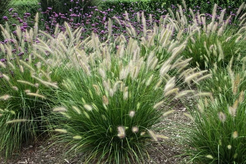 4-Pack Fountain Grass Live Plants 5-9 Inches Tall Ornamental Grass