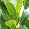 Bay Leaf Plant Live Tree - Laurus Nobilis - Sweet Bay Laurel for Home Garden