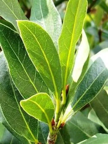 Bay Leaf Plant Live Tree - Laurus Nobilis - Sweet Bay Laurel for Home Garden