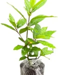 Bay Leaf Plant Live Tree - Laurus Nobilis - Sweet Bay Laurel for Home Garden