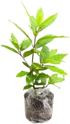 Bay Leaf Plant Live Tree - Laurus Nobilis - Sweet Bay Laurel for Home Garden