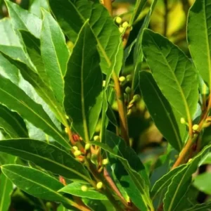 Bay Leaf Plant Live Tree - Laurus Nobilis - Sweet Bay Laurel for Home Garden