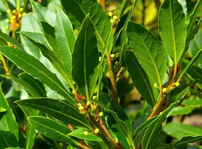 Bay Leaf Plant Live Tree - Laurus Nobilis - Sweet Bay Laurel for Home Garden