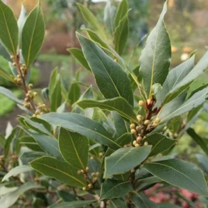 Bay Leaf Plant Live Tree - Laurus Nobilis - Sweet Bay Laurel for Home Garden