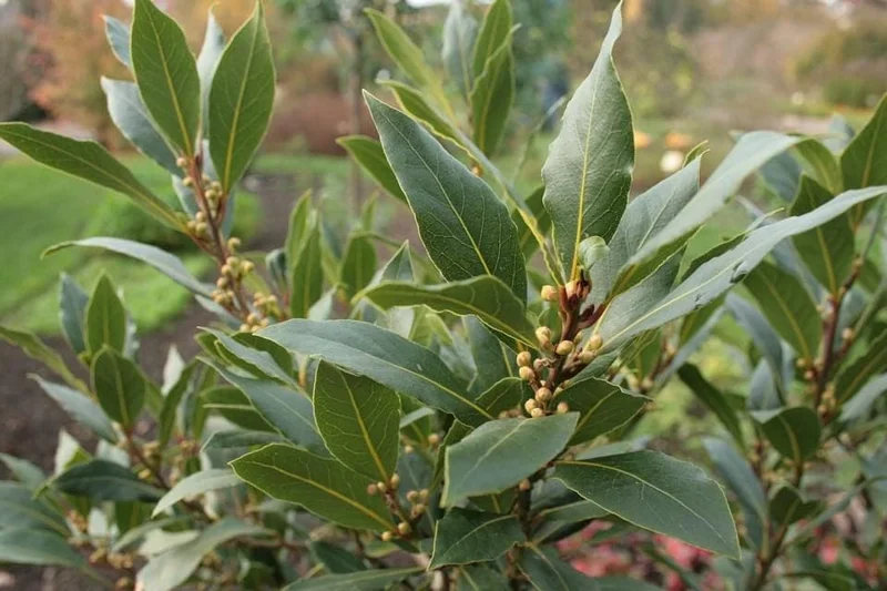 Bay Leaf Plant Live Tree - Laurus Nobilis - Sweet Bay Laurel for Home Garden