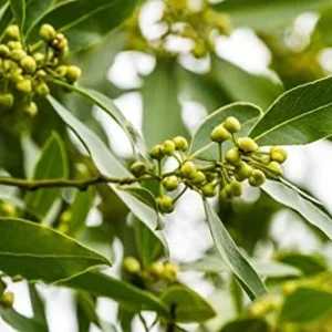 Bay Leaf Plant Live Tree - Laurus Nobilis - Sweet Bay Laurel for Home Garden