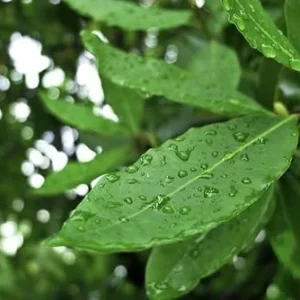 Bay Leaf Plant Live Tree - Laurus Nobilis - Sweet Bay Laurel for Home Garden