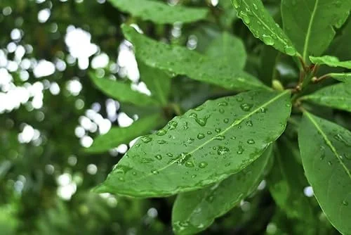 Bay Leaf Plant Live Tree - Laurus Nobilis - Sweet Bay Laurel for Home Garden