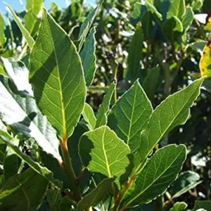 Bay Leaf Plant Live Tree - Laurus Nobilis - Sweet Bay Laurel for Home Garden