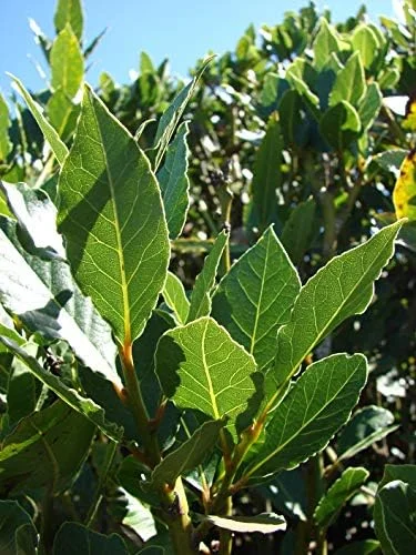 Bay Leaf Plant Live Tree - Laurus Nobilis - Sweet Bay Laurel for Home Garden