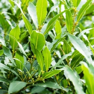 Bay Leaf Tree Live Plant, 1 Year Old Sweet Bay Laurel Laurus Nobilis Tree 8 to 10 Inches, Indoor Outdoor Planting