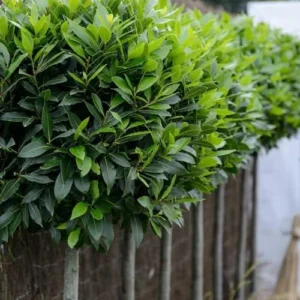 Bay Leaf Tree Live Plant, 1 Year Old Sweet Bay Laurel Laurus Nobilis Tree 8 to 10 Inches, Indoor Outdoor Planting