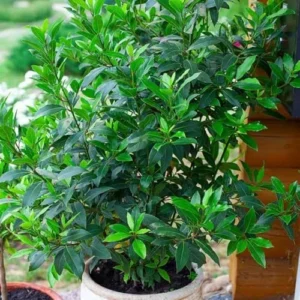 Bay Leaf Tree Live Plant, 1 Year Old Sweet Bay Laurel Laurus Nobilis Tree 8 to 10 Inches, Indoor Outdoor Planting