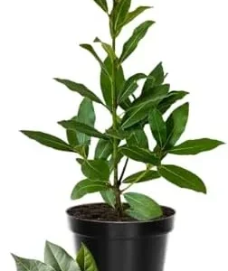 Bay Leaf Tree Live Plant, 1 Year Old Sweet Bay Laurel Laurus Nobilis Tree 8 to 10 Inches, Indoor Outdoor Planting