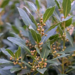 Bay Leaf Tree Live Plant, 1 Year Old Sweet Bay Laurel Laurus Nobilis Tree 8 to 10 Inches, Indoor Outdoor Planting