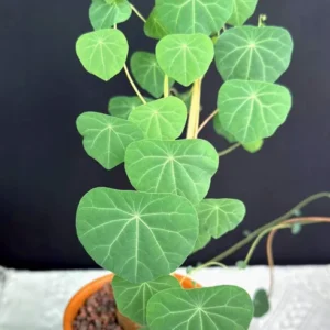 Big Stephania Plant Caudex Vining Plant 2.5-3 Inches Rare Succulent