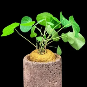 Big Stephania Plant Caudex Vining Plant 2.5-3 Inches Rare Succulent