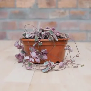 Ceropegia Woodii Variegated String of Hearts Plant Live, Succulent Trailing Vine, Indoor Houseplant Live in Pot