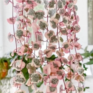 Ceropegia Woodii Variegated String of Hearts Plant Live, Succulent Trailing Vine, Indoor Houseplant Live in Pot