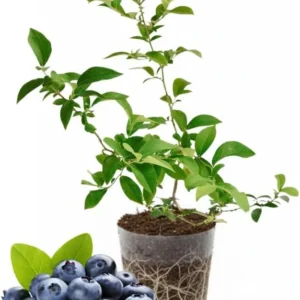 Emerald Blueberry Plant Live for Planting, 4-8 Inch Tall Starter Plant, Hardy Blueberry Bush for Garden or Patio