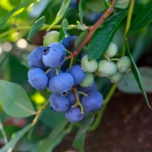 Emerald Blueberry Plant Live for Planting, 4-8 Inch Tall Starter Plant, Hardy Blueberry Bush for Garden or Patio