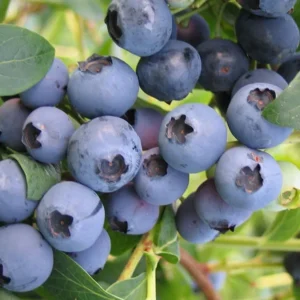 Emerald Blueberry Plant Live for Planting, 4-8 Inch Tall Starter Plant, Hardy Blueberry Bush for Garden or Patio