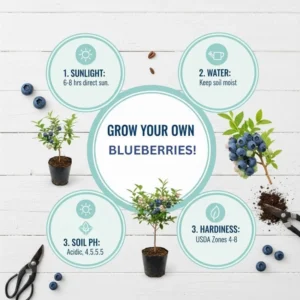 Emerald Blueberry Plant Live for Planting, 4-8 Inch Tall Starter Plant, Hardy Blueberry Bush for Garden or Patio