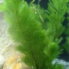 Green Cabomba Aquarium Plant - 6 Stems, 2 to 4 Inc Tall