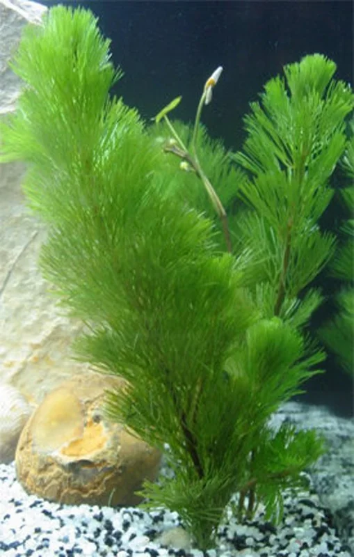 Green Cabomba Aquarium Plant - 6 Stems, 2 to 4 Inc Tall