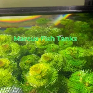 Green Cabomba Aquarium Plant - 6 Stems, 2 to 4 Inc Tall