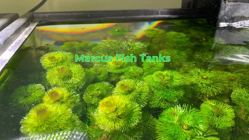 Green Cabomba Aquarium Plant - 6 Stems, 2 to 4 Inc Tall