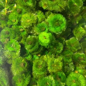 Green Cabomba Aquarium Plant - 6 Stems, 2 to 4 Inc Tall