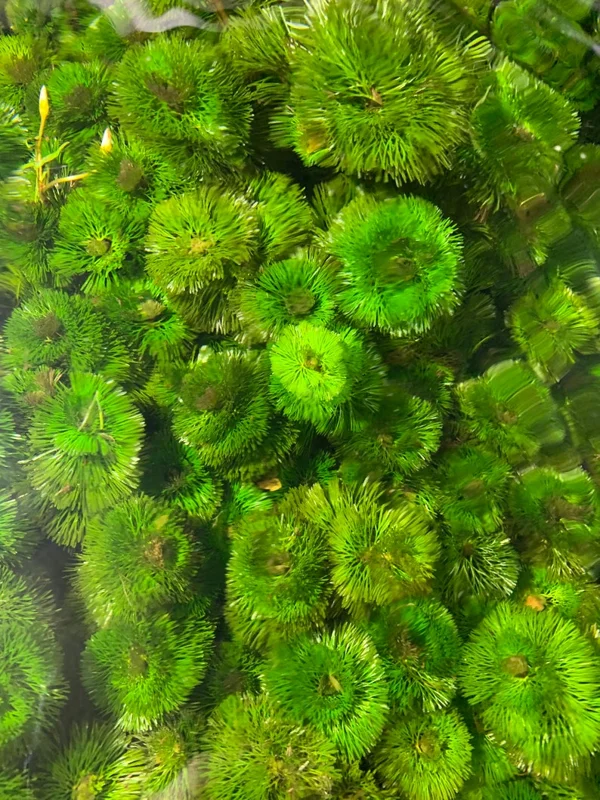 Green Cabomba Aquarium Plant - 6 Stems, 2 to 4 Inc Tall