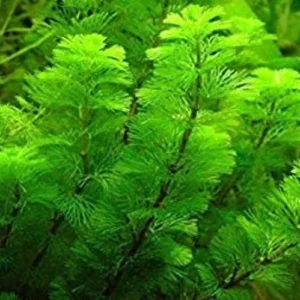 Green Cabomba Aquarium Plant - 6 Stems, 2 to 4 Inc Tall