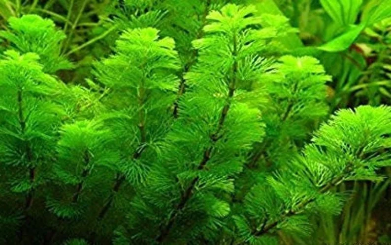 Green Cabomba Aquarium Plant - 6 Stems, 2 to 4 Inc Tall
