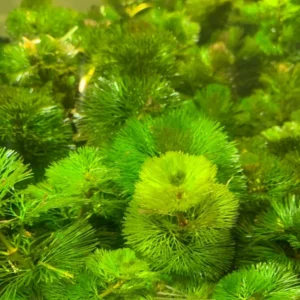 Green Cabomba Aquarium Plant - 6 Stems, 2 to 4 Inc Tall