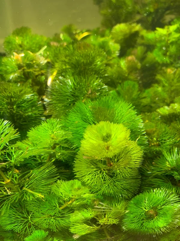 Green Cabomba Aquarium Plant - 6 Stems, 2 to 4 Inc Tall