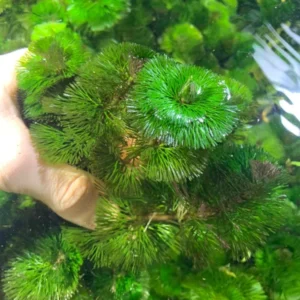 Green Cabomba Aquarium Plant - 6 Stems, 2 to 4 Inc Tall