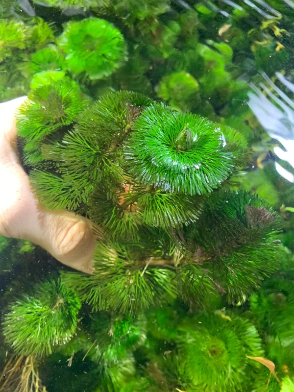 Green Cabomba Aquarium Plant - 6 Stems, 2 to 4 Inc Tall