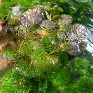 Green Cabomba Aquarium Plant - 6 Stems, 2 to 4 Inc Tall