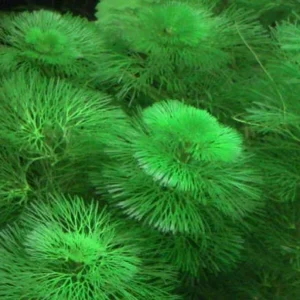 Green Cabomba Aquarium Plant - 6 Stems, 2 to 4 Inc Tall