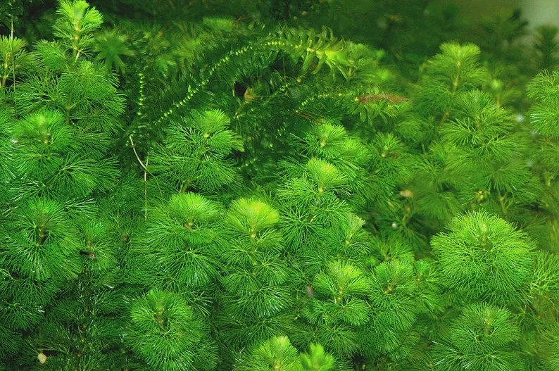 Green Cabomba Aquarium Plant - 6 Stems, 2 to 4 Inc Tall