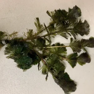 Green Cabomba Aquarium Plant - 6 Stems, 2 to 4 Inc Tall