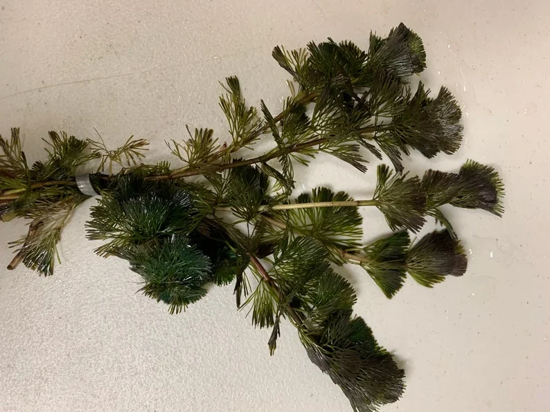 Green Cabomba Aquarium Plant - 6 Stems, 2 to 4 Inc Tall