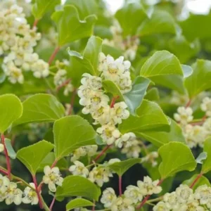 High-Yielding Kiwi Trees - 2 Live Plants - Starter Size 4-6 Inches - Sweet Hardy Vine