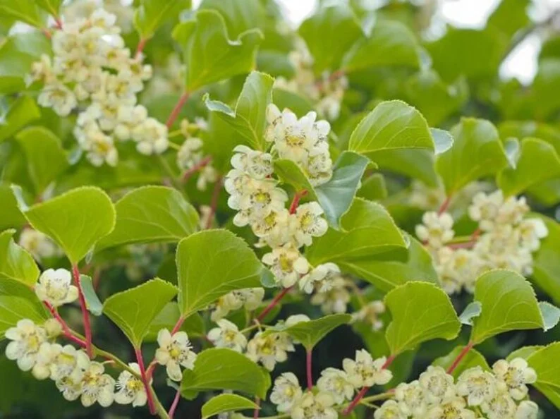 High-Yielding Kiwi Trees - 2 Live Plants - Starter Size 4-6 Inches - Sweet Hardy Vine