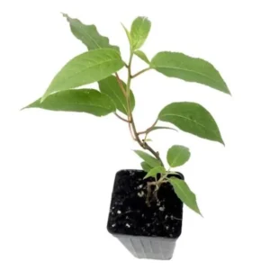 High-Yielding Kiwi Trees - 2 Live Plants - Starter Size 4-6 Inches - Sweet Hardy Vine